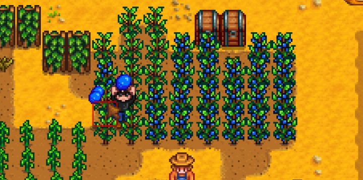 Blueberries stardew valley